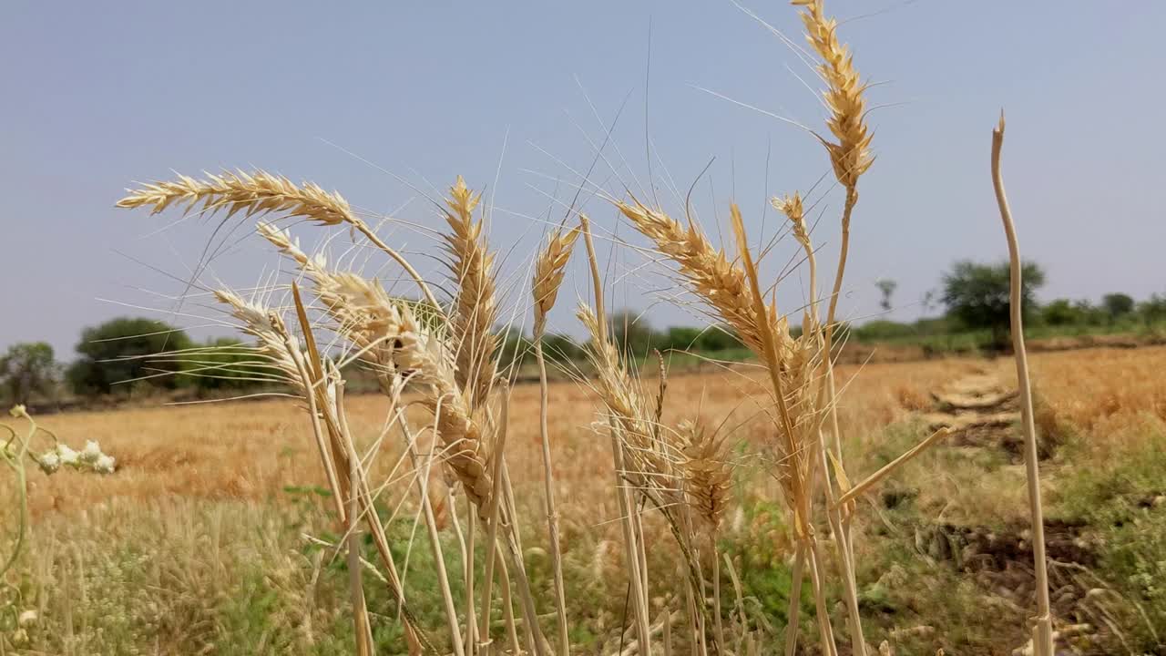 谷穗随风飘散视频素材