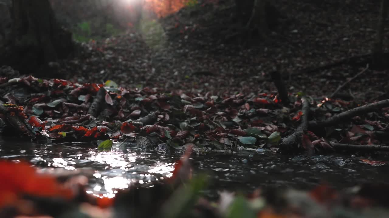 森林中流水的美丽风景，阳光在高清视频素材