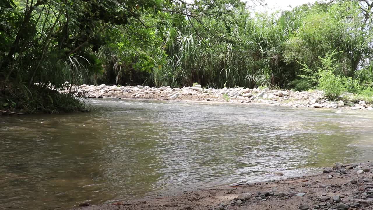 美丽的景色流动的河流与郁郁葱葱的树木和绿色植物在高清视频素材