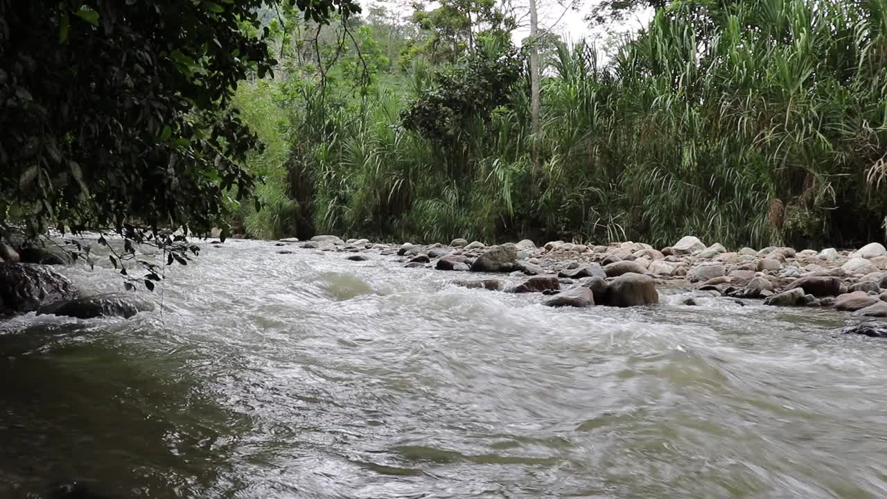 美丽的景色流动的河流与郁郁葱葱的树木和绿色植物在高清视频素材