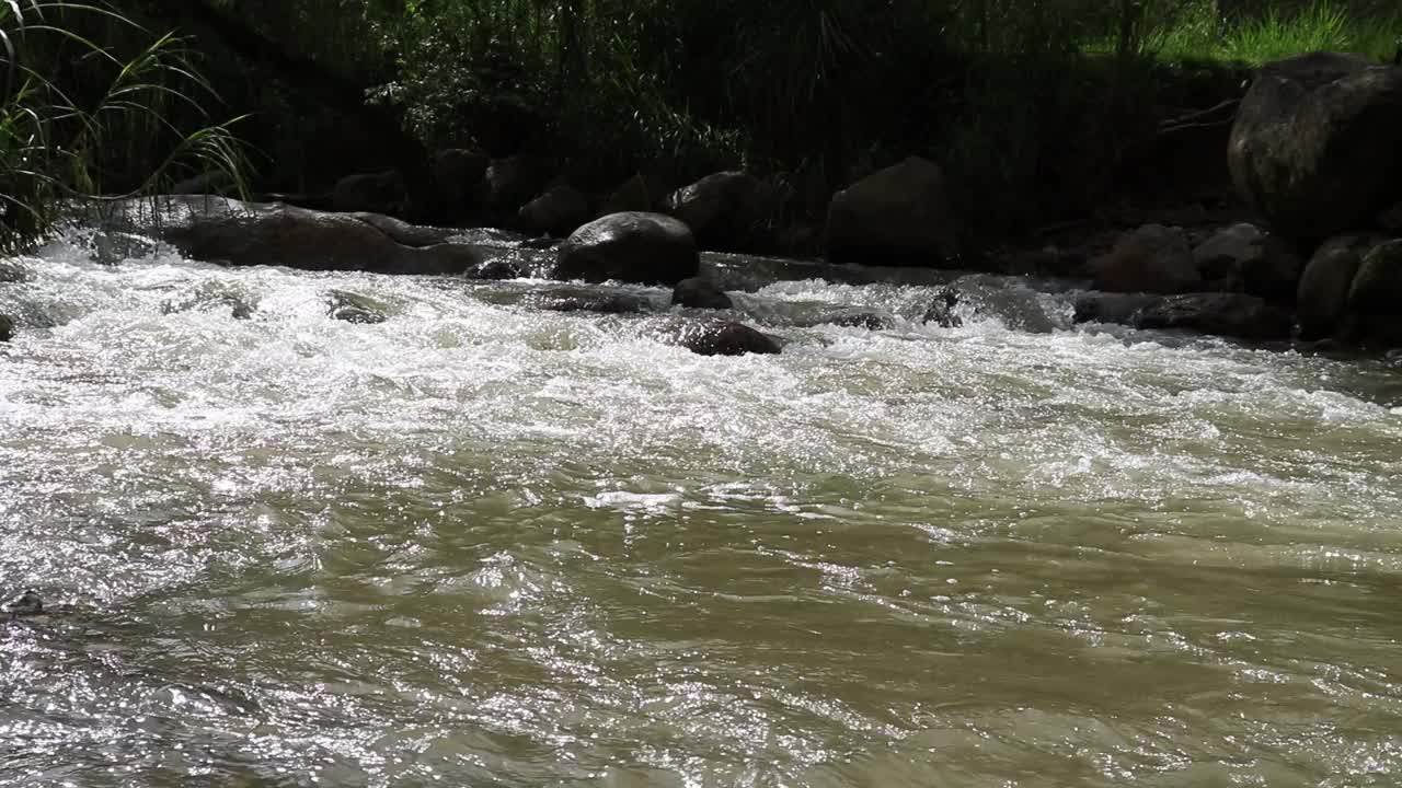 在HD中，流动的河流在岩石上的茂密树木和绿色植物的美丽景色视频素材