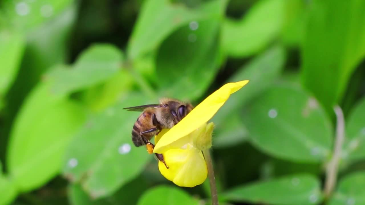 蜜蜂在黄花上高清视频素材