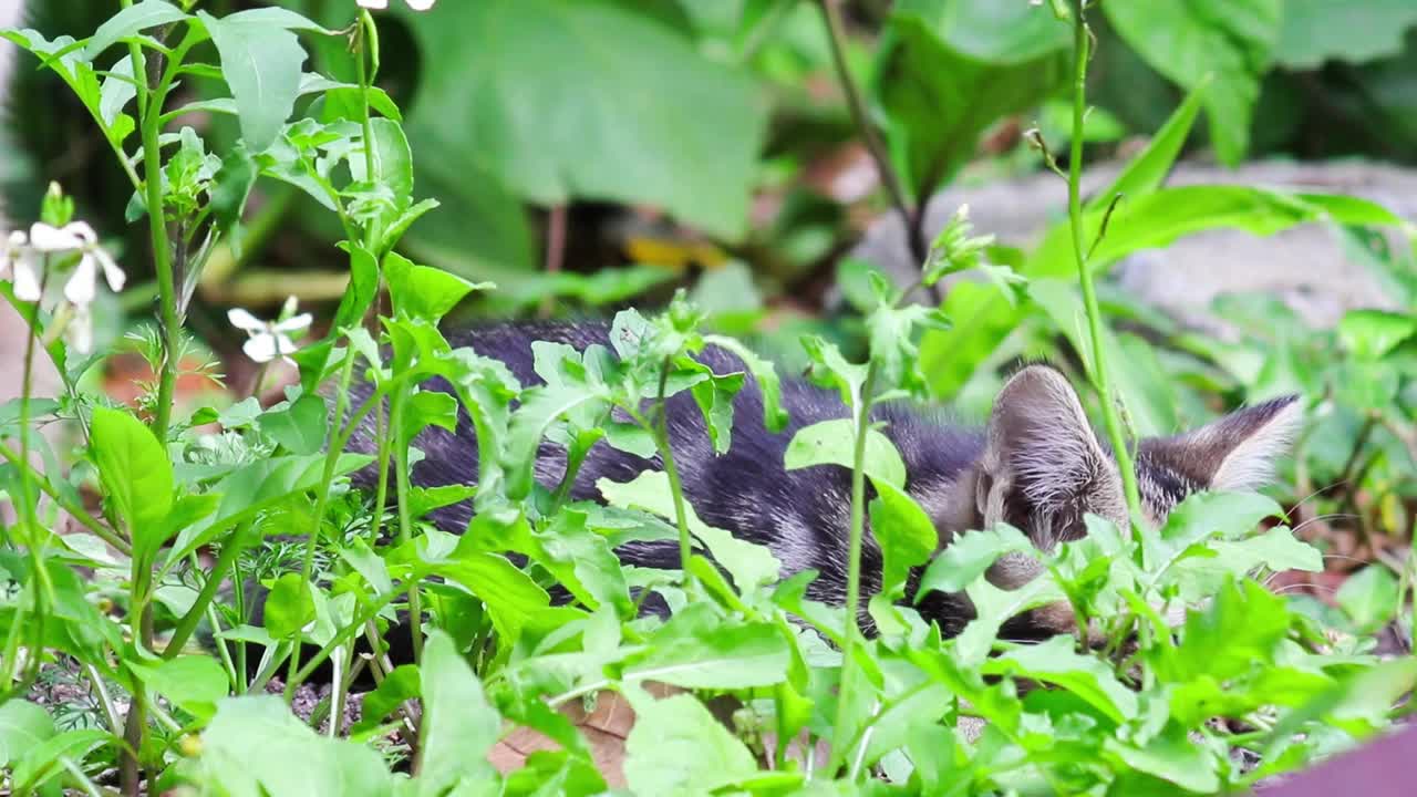 小猫小狗的特写镜头视频素材