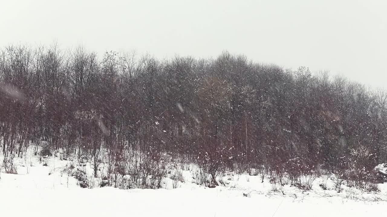 时间流逝的雪花落在山林在4K视频素材