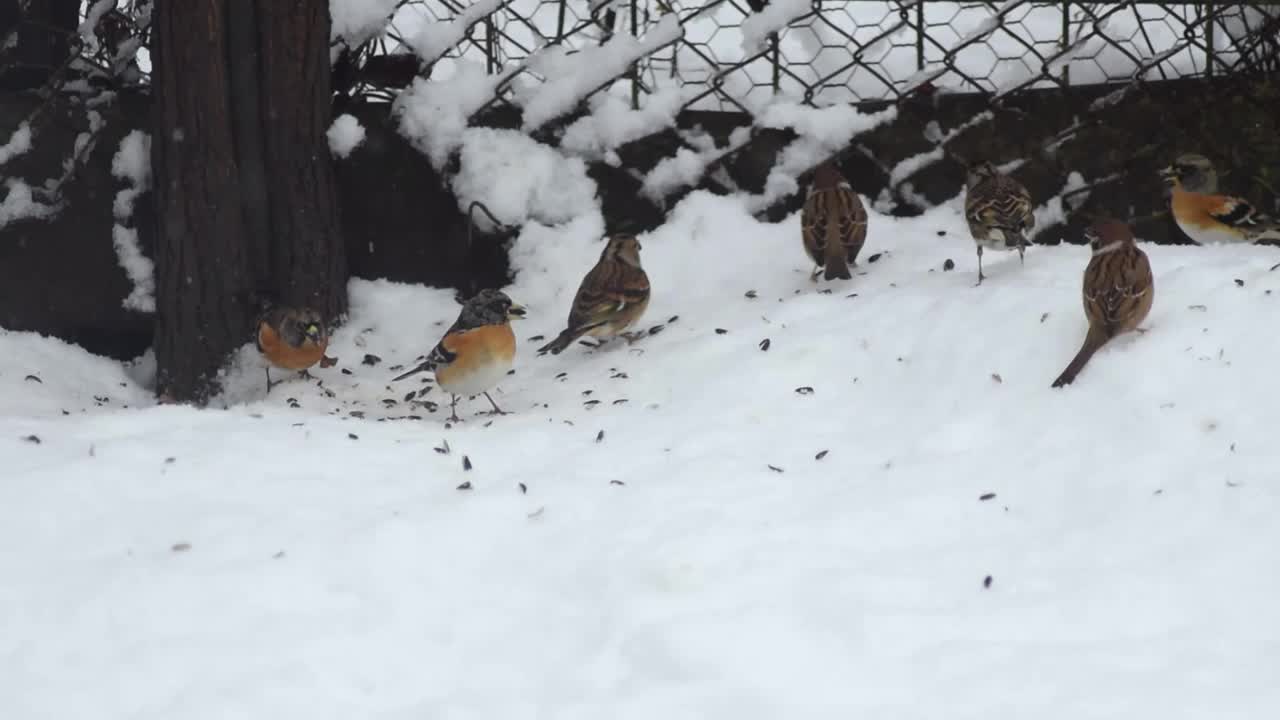 特写的雀类在下雪的天气，一个高清镜头视频素材