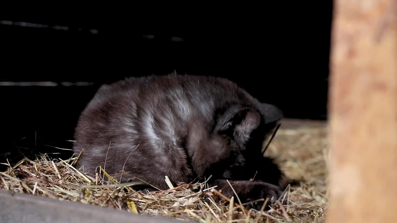 黑猫在高清中清洁自己视频素材