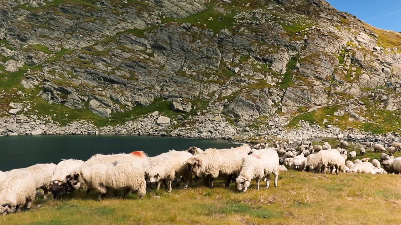 白色的狗跟着一群羊在山上吃草的景观在高清视频素材