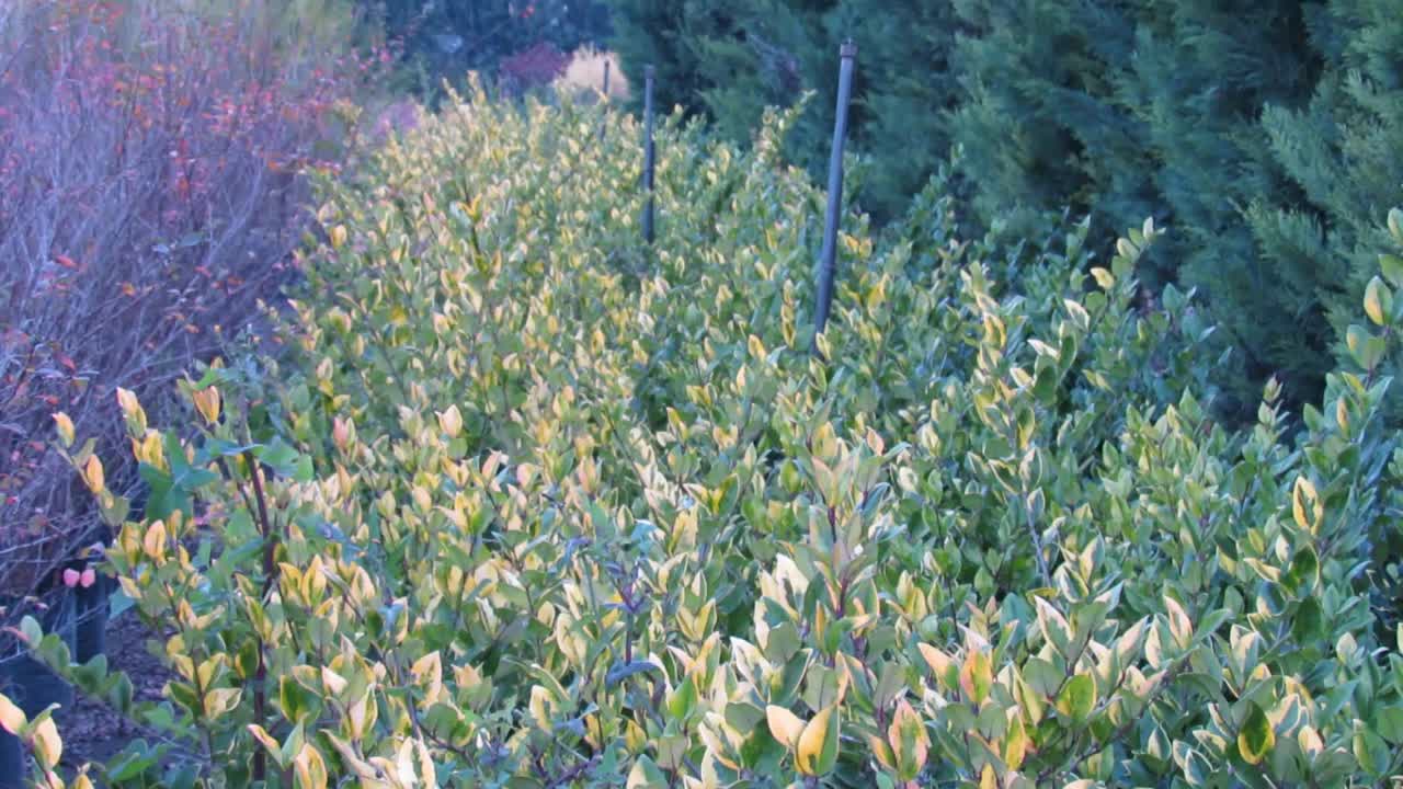 在乡村开花的植物在高清视频素材