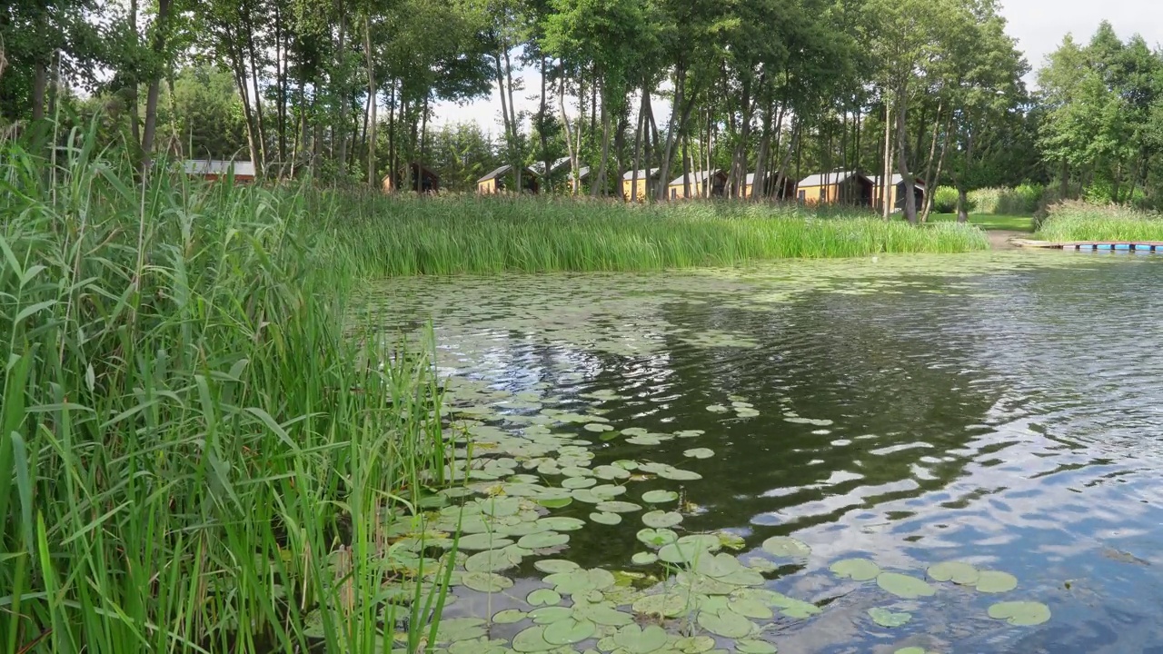 美丽的湖泊，睡莲叶子和芦苇和交通到海岸线和露营地视频素材