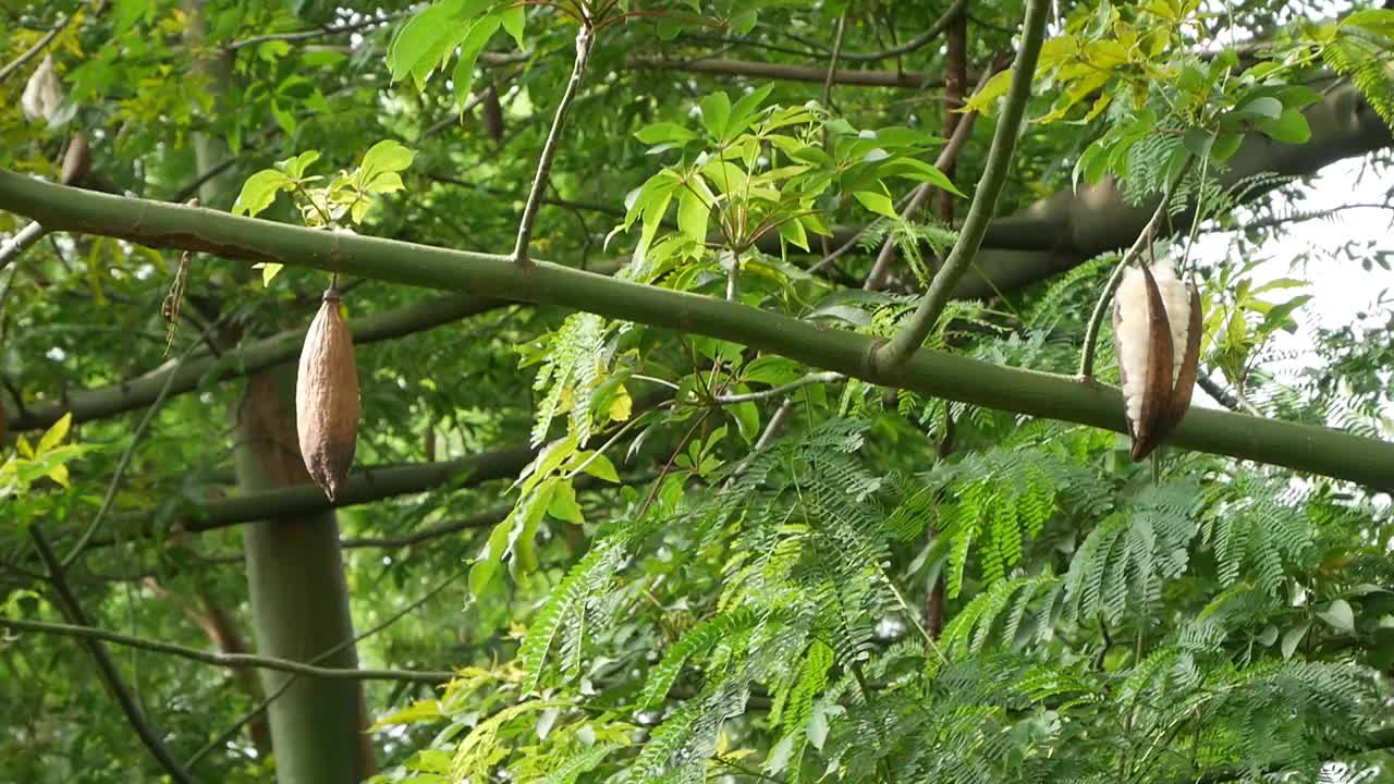 木棉树（木棉树）视频下载