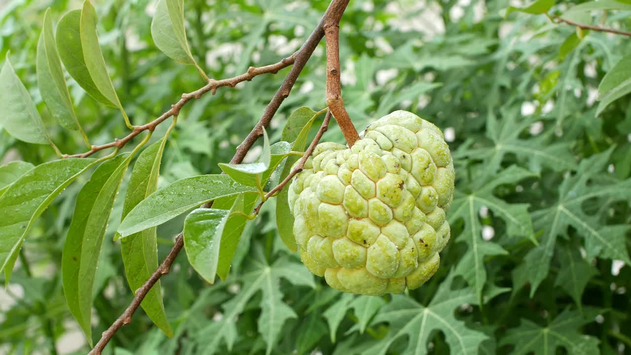 成熟的斯里卡亚果实或奶油苹果果实(annona aquamosa)视频下载