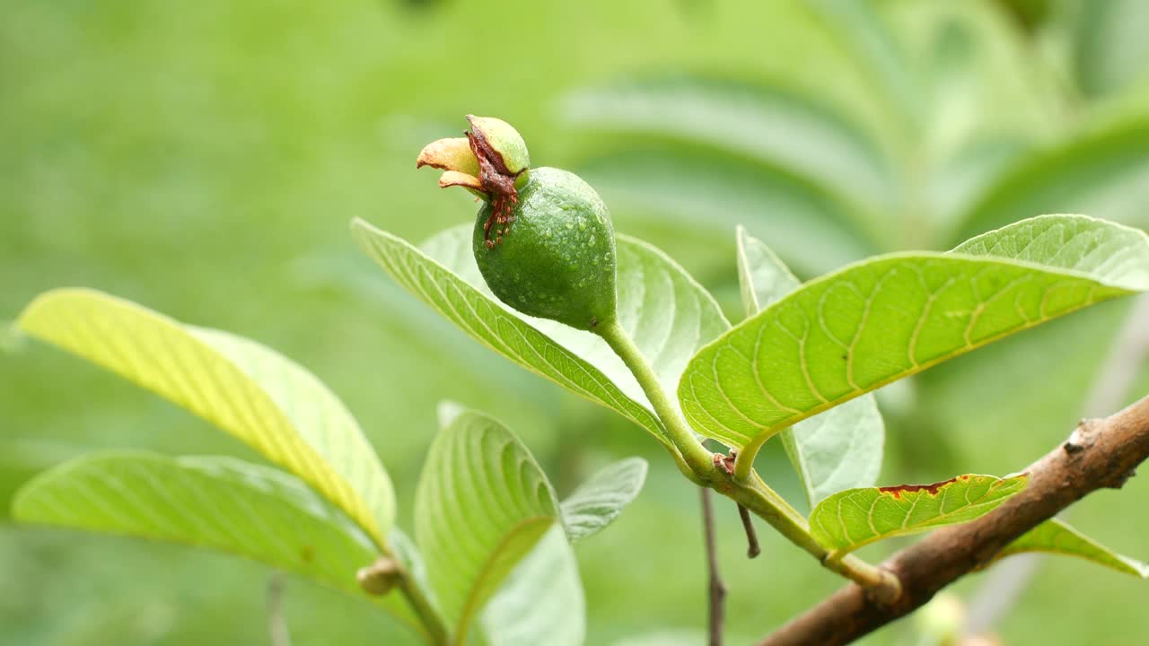 番石榴树视频下载