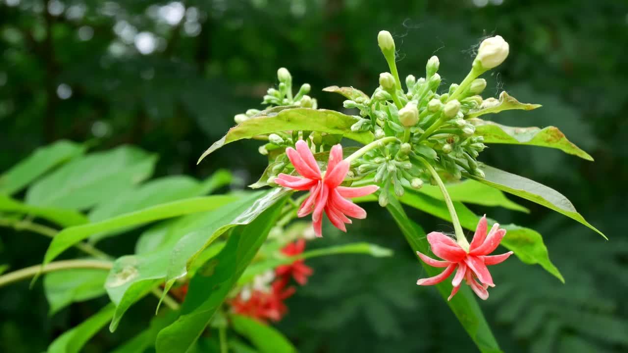 荷兰茉莉视频下载