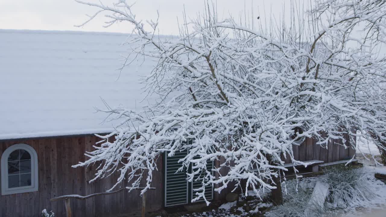 白雪覆盖的谷仓和苹果树视频素材