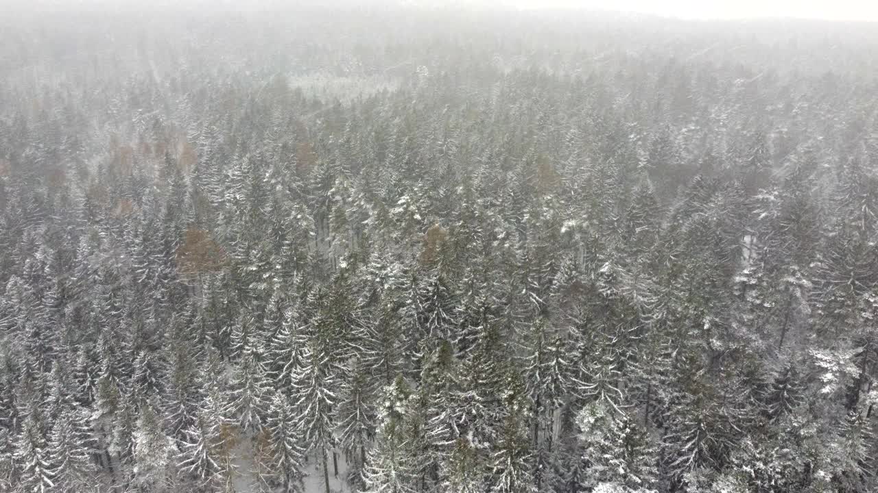 低空飞越雪林和景观，有雪，天气恶劣。现在是冬天，一切都被雪覆盖着。视频素材