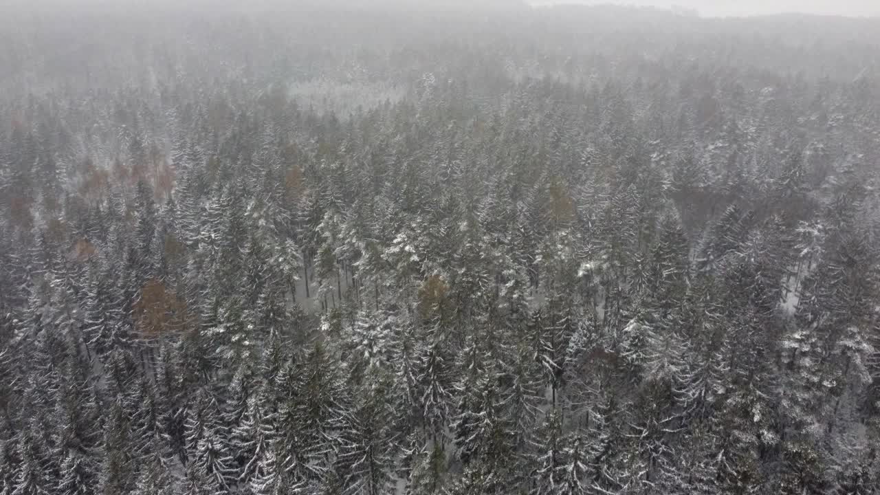 低空飞越雪林和景观，有雪，天气恶劣。天气很冷，一切都在雪下。视野向下倾斜。视频素材