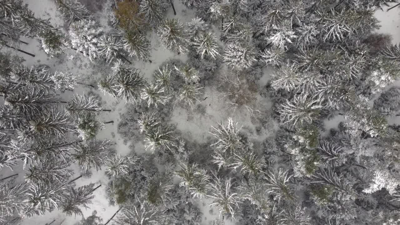 低空飞过白雪覆盖的森林。下雪了，天气不好，往下看。视频素材