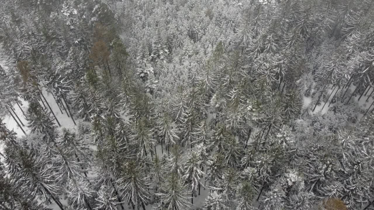 低空飞越雪林和景观，有雪，天气恶劣。天气很冷，一切都在雪下。视野向下倾斜。视频素材