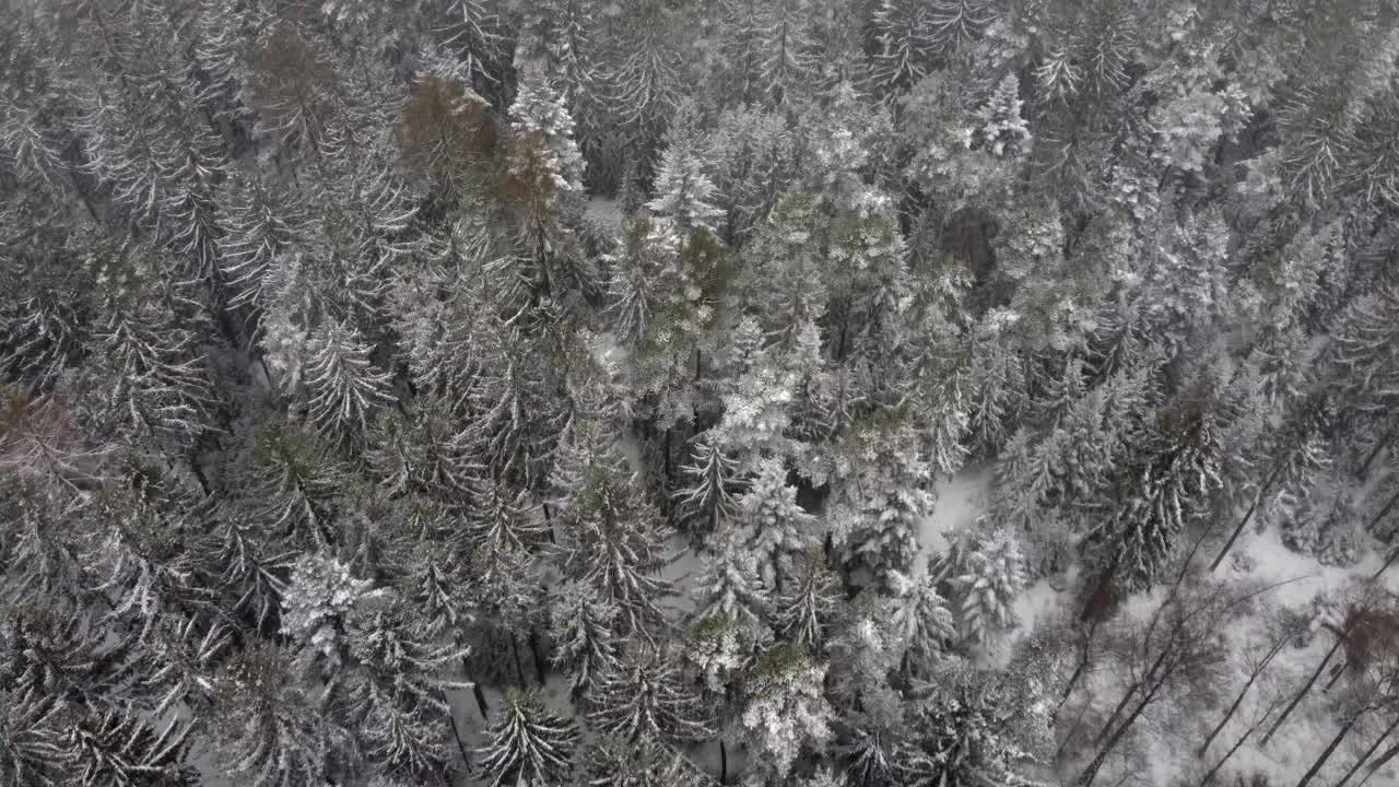 低空飞越雪林和景观，有雪，天气恶劣。天气很冷，一切都在雪下。视野向下倾斜。视频素材