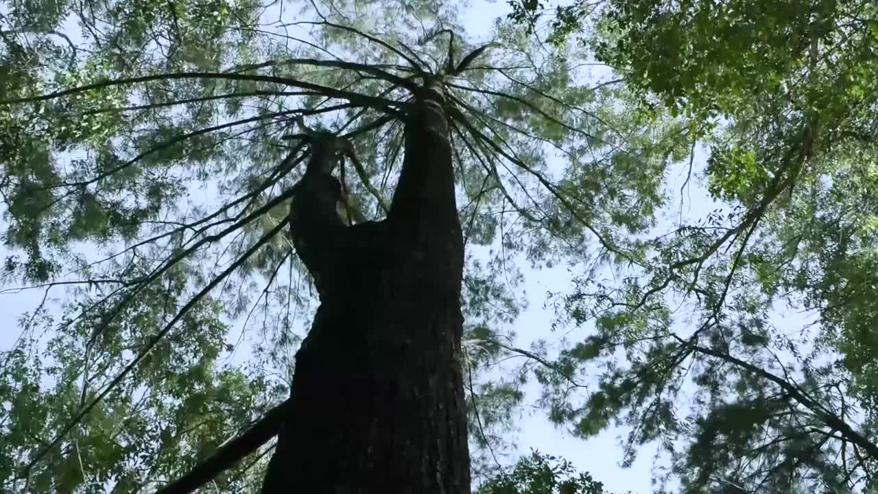 蚂蚁视图和摄像机运动拍摄高大的树在农村危地马拉森林，自然阳光与cle视频素材