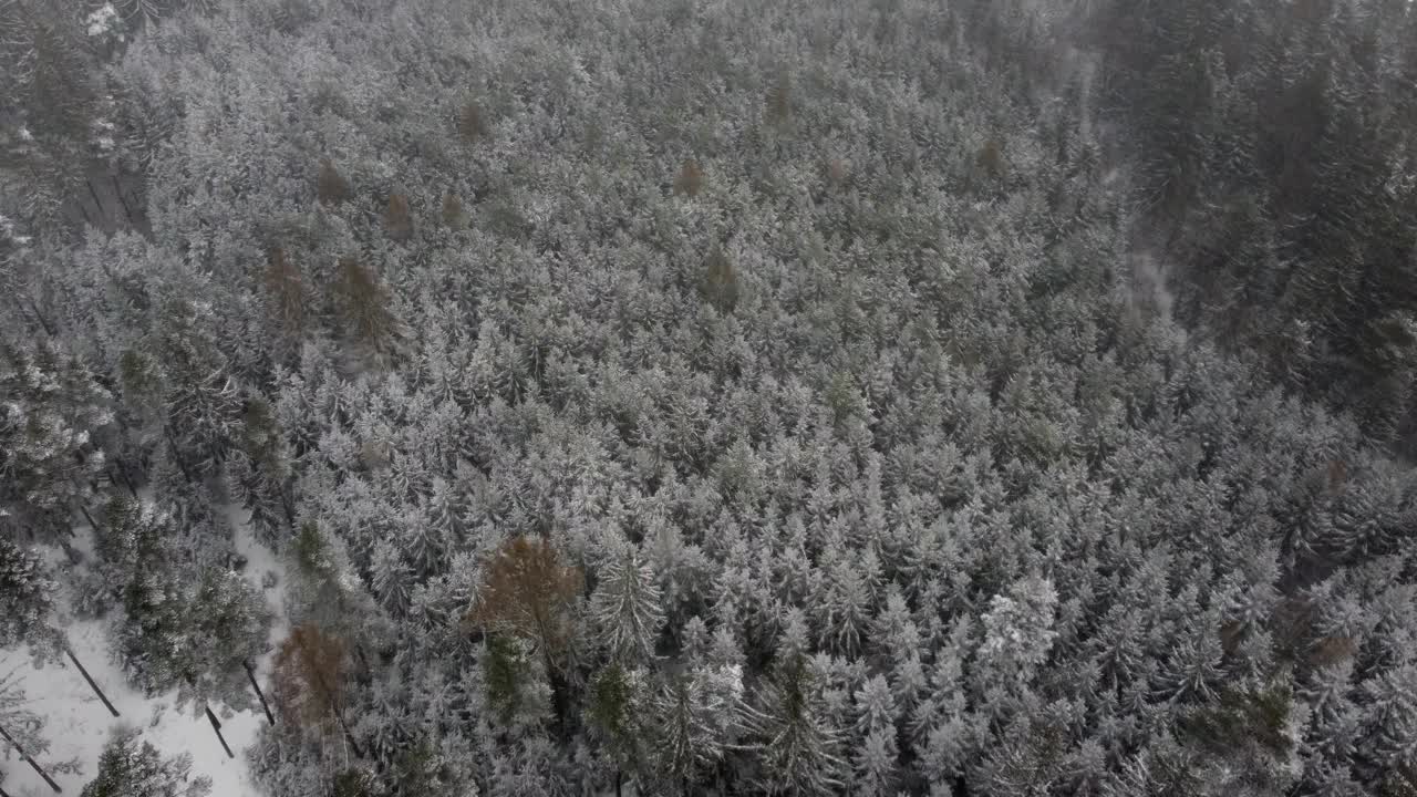 低空飞越雪林和景观，有雪，天气恶劣。天气很冷，一切都在雪下。视野向下倾斜。视频素材