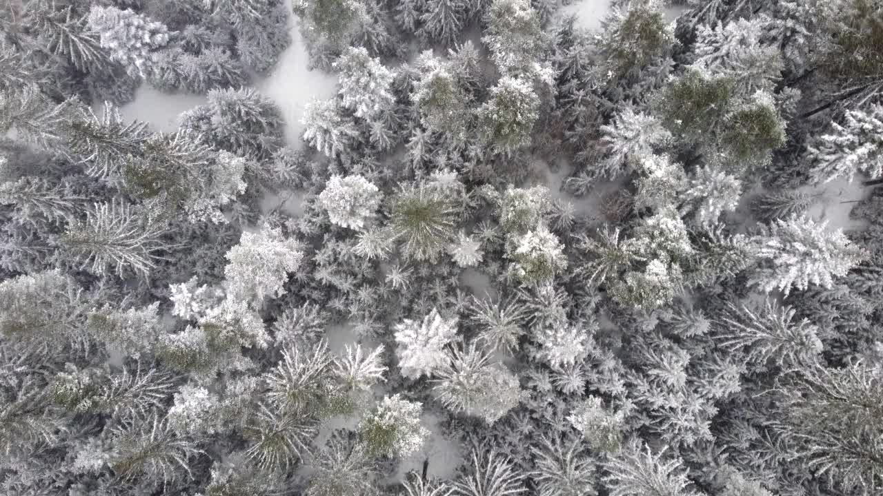 低空飞过白雪覆盖的森林。森林被雪覆盖，视野垂直于地面。视频素材