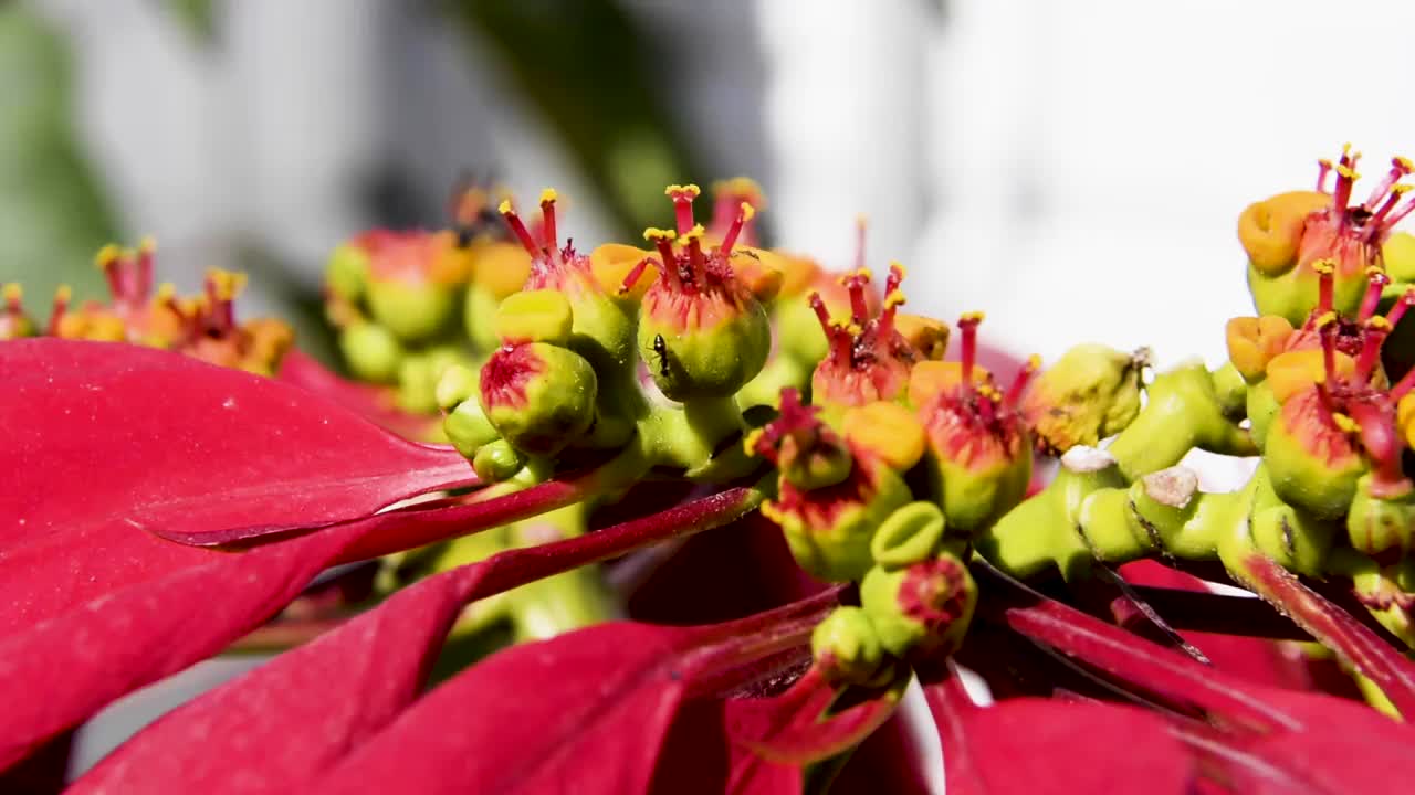 红色的花在危地马拉被称为Pascua，用来装饰圣诞派对。视频素材