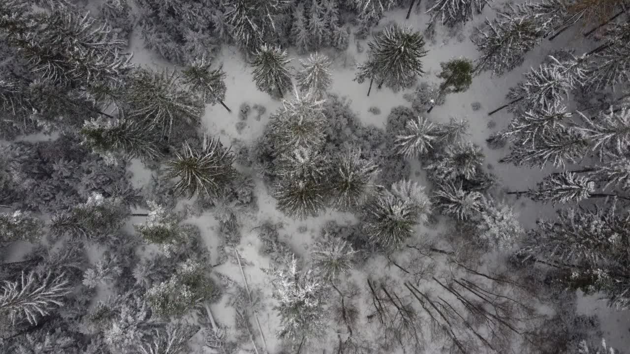 低空飞过白雪覆盖的森林。森林被雪覆盖，视野垂直于地面。视频素材