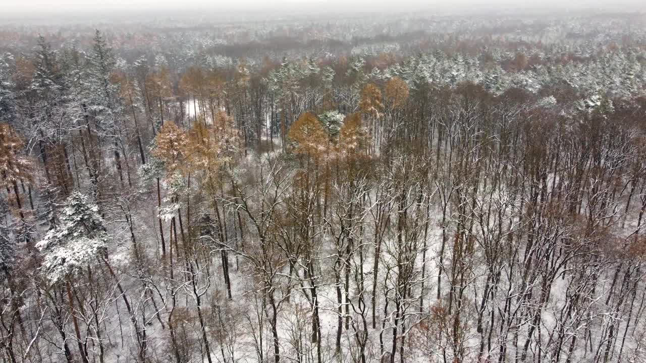 低空飞过一片白雪皑皑的森林，地上正躺着雪，正下着小雪，鸟瞰冬季景观。视频素材