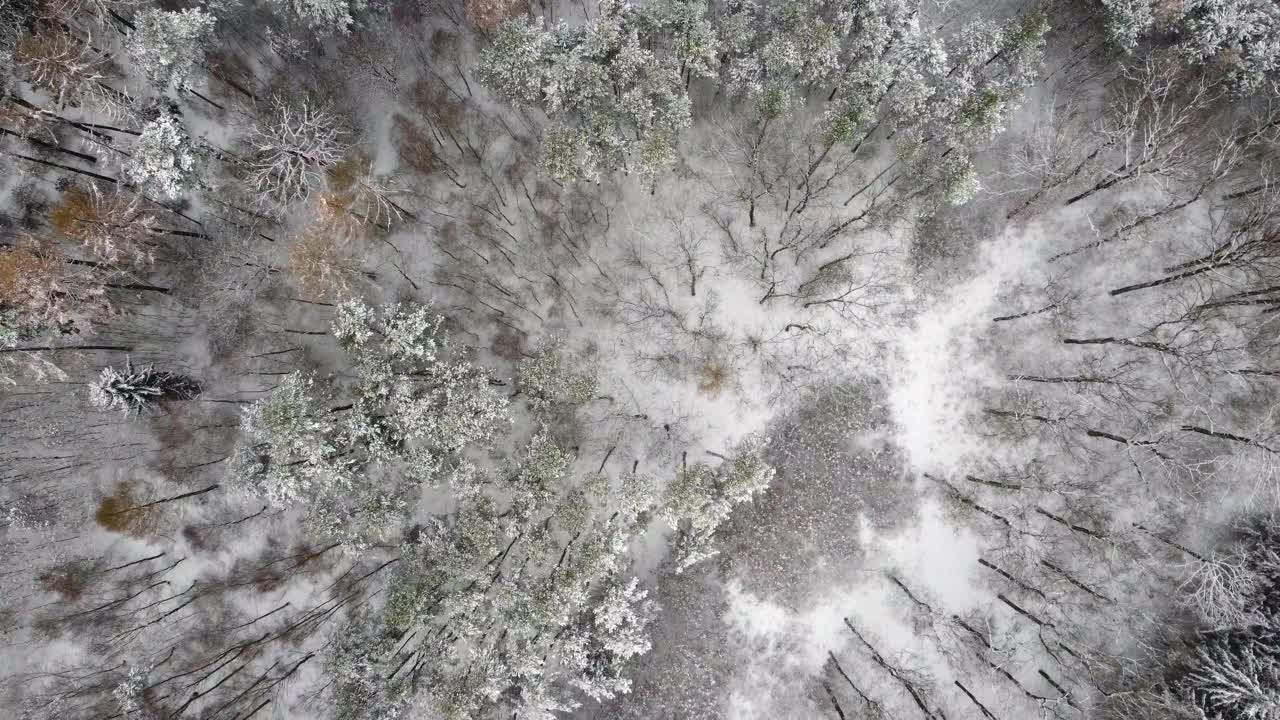 鸟瞰冬天的森林，直直地往下看，地上躺着雪。视频素材