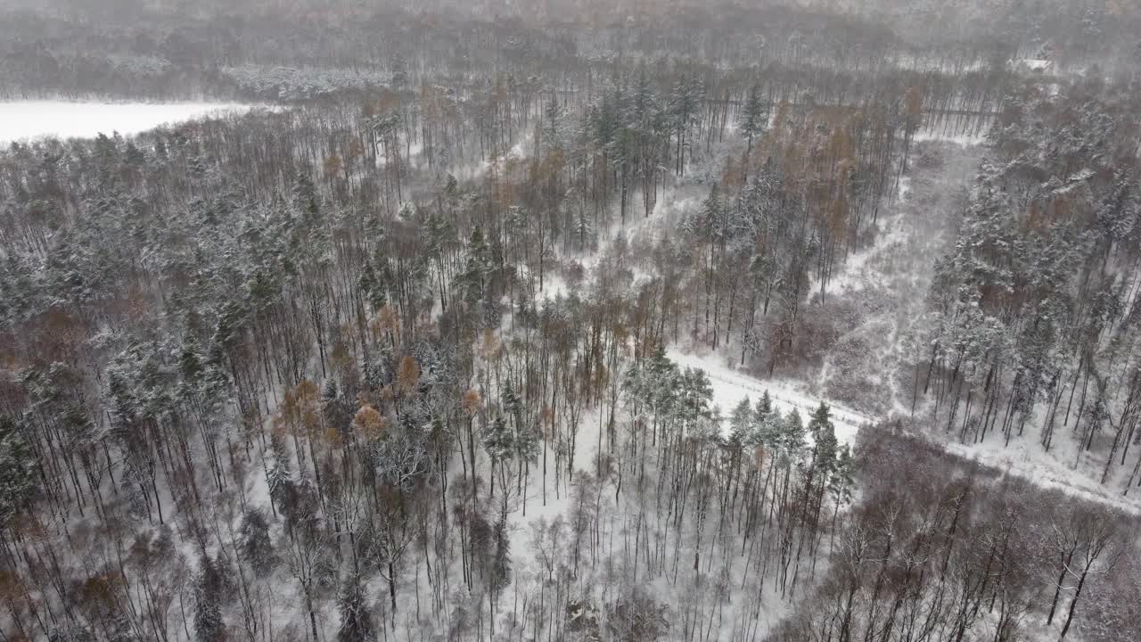 冬季森林鸟瞰图，低空飞越雪林和道路。冬季景观。视频素材