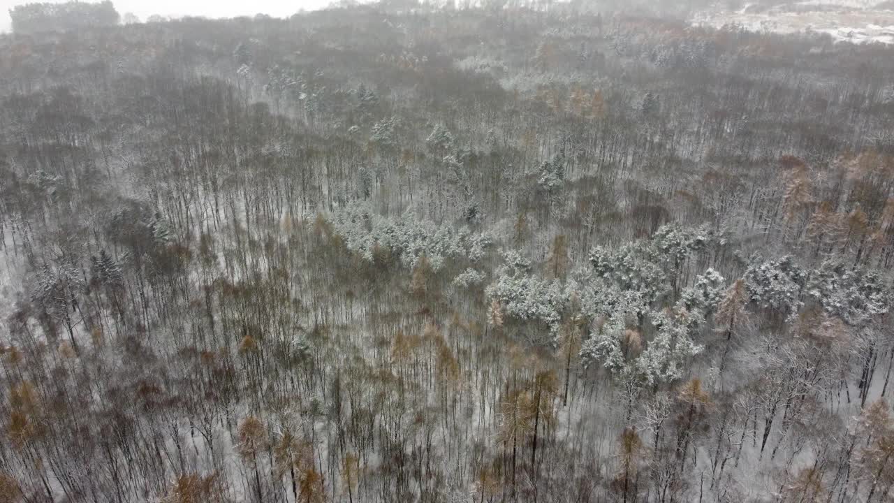 冬季森林鸟瞰图，低空飞越雪林。冬季景观。视频素材