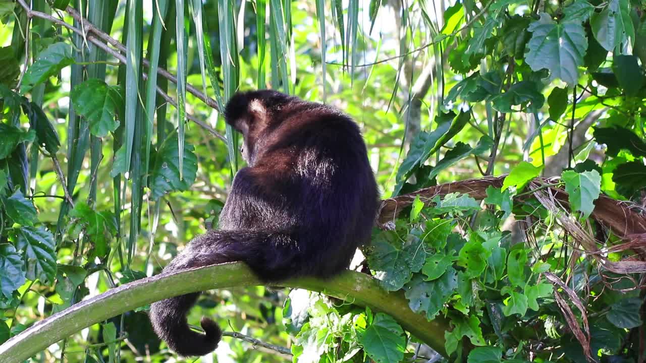 这是一只卷尾猴在野外一棵树上休息的高清镜头视频素材