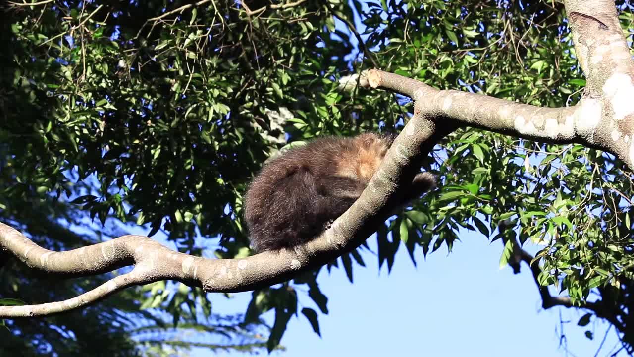 一只卷尾猴在树枝上休息的高清镜头视频素材