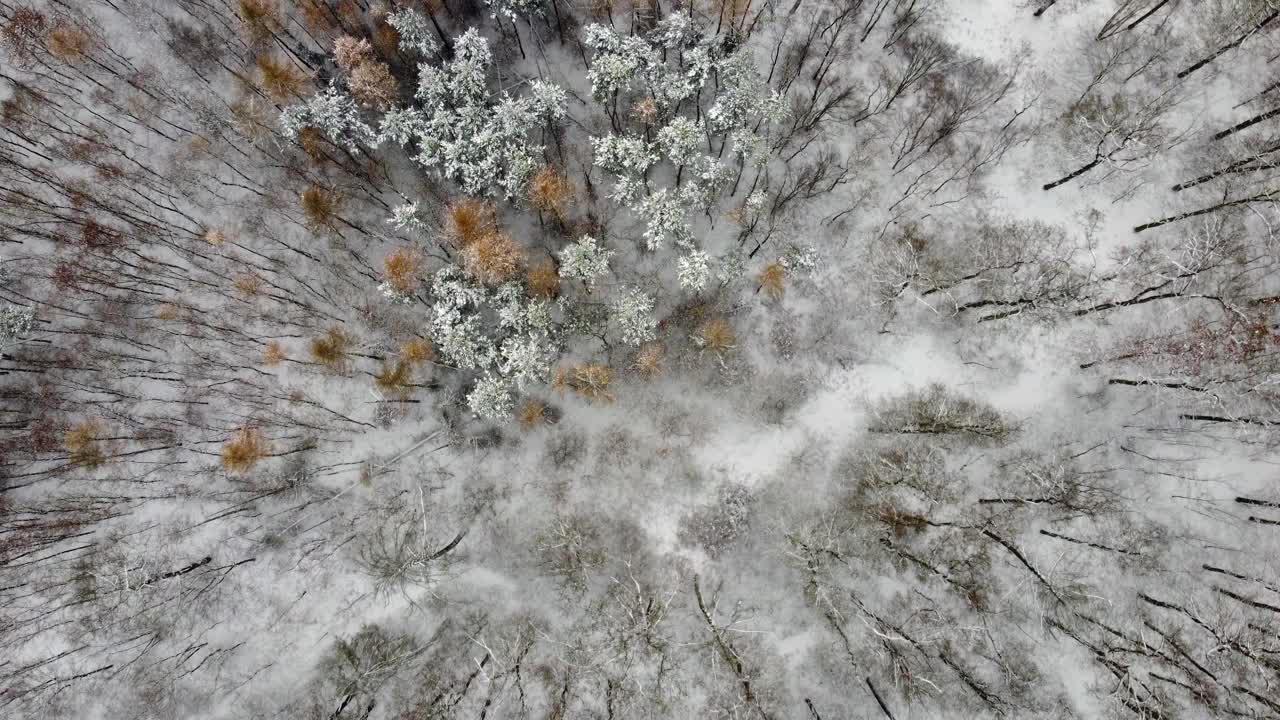 鸟瞰白雪皑皑的森林和树木，在森林上空缓慢飞行。地上覆盖着雪，正在下雪。视频素材