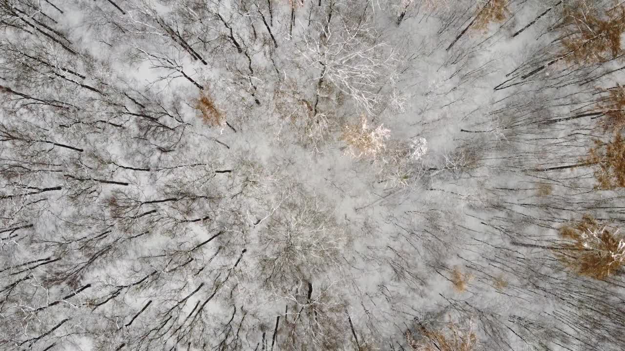 鸟瞰白雪皑皑的森林和树木，在森林上空缓慢飞行。地上覆盖着雪，正在下雪。视频素材