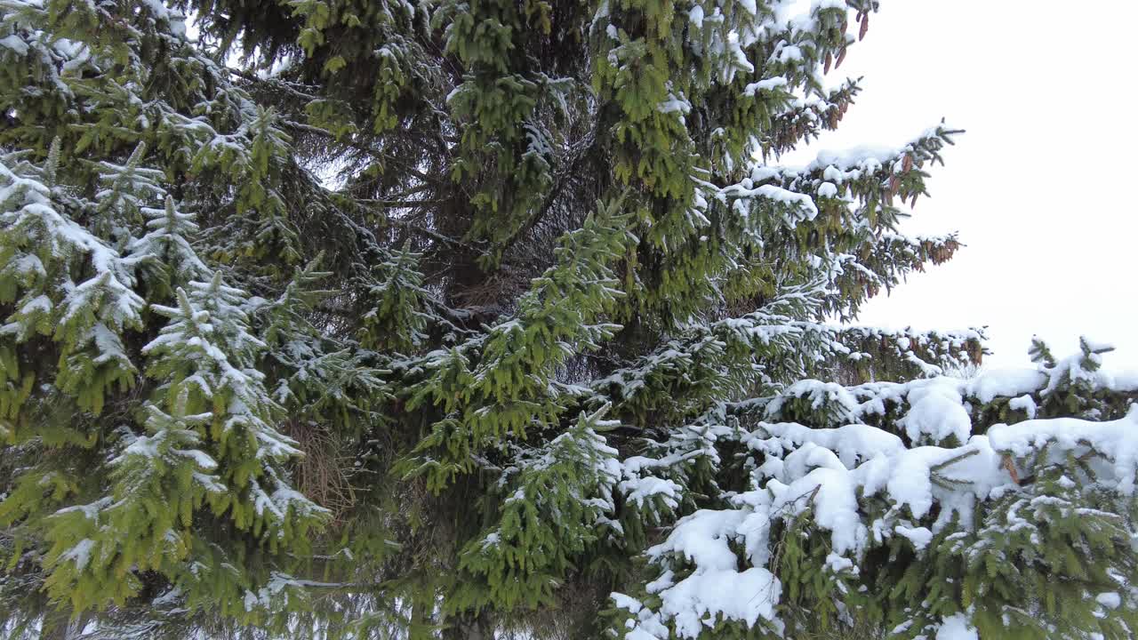 雪躺在云杉树枝特写视频素材