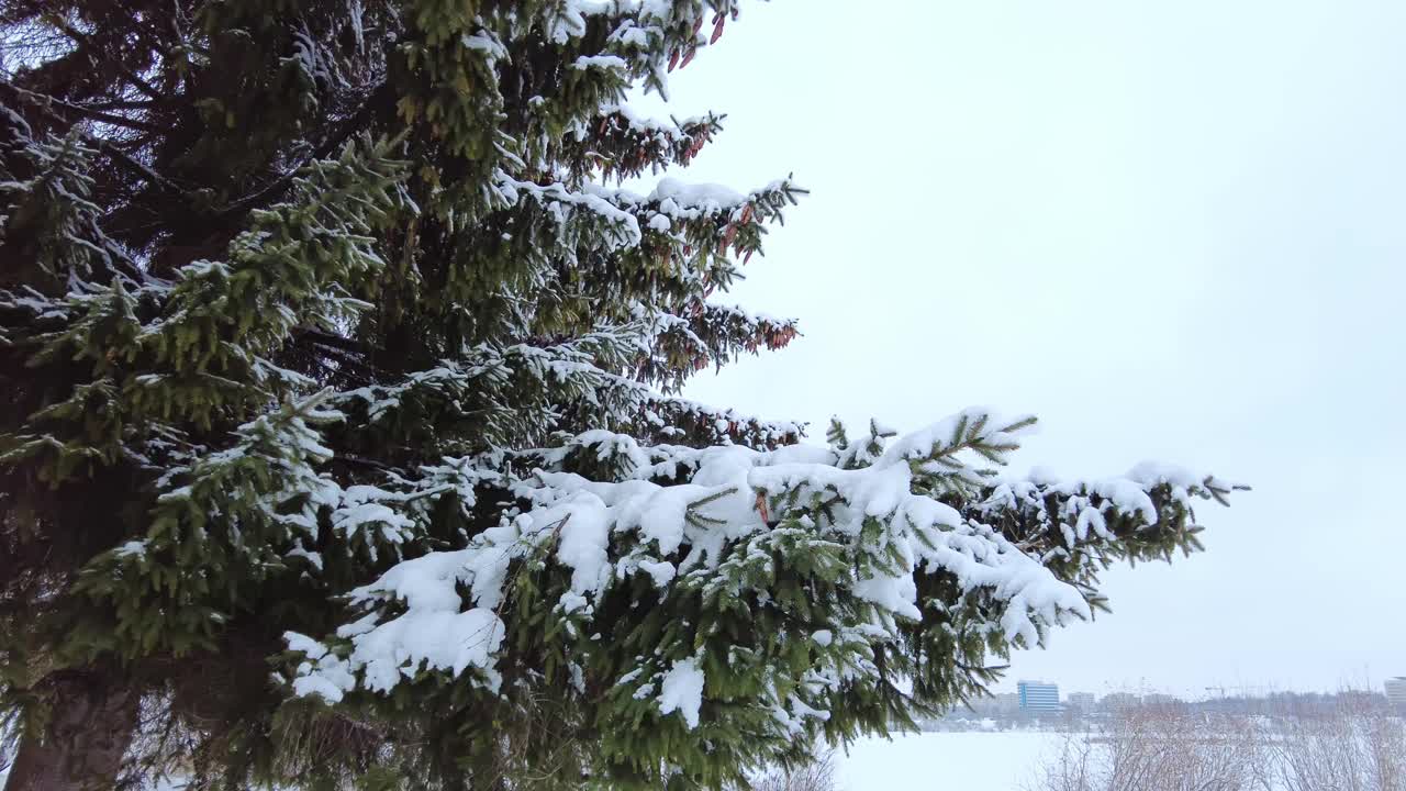 雪躺在云杉树枝特写视频素材