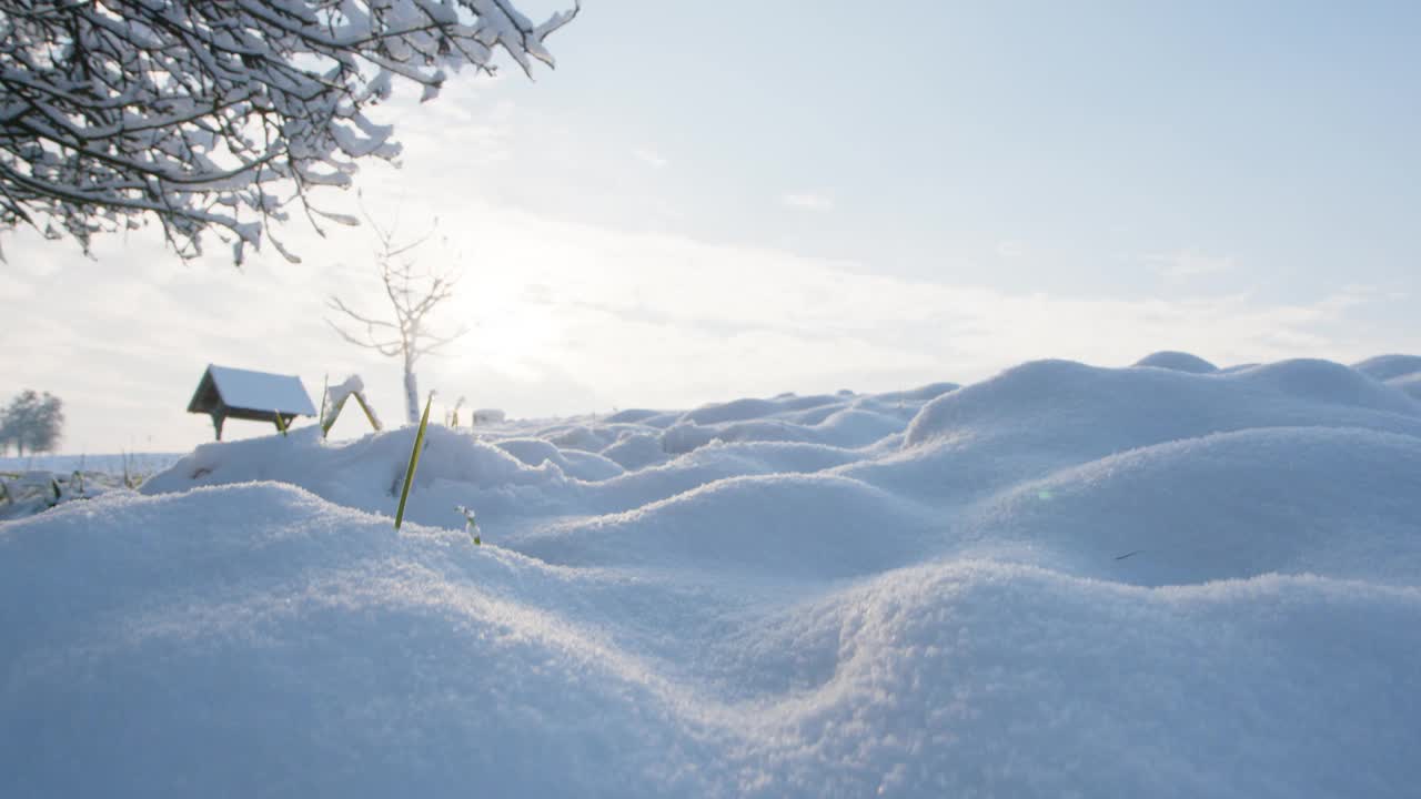 冬天花园里的苹果树被白雪覆盖视频素材