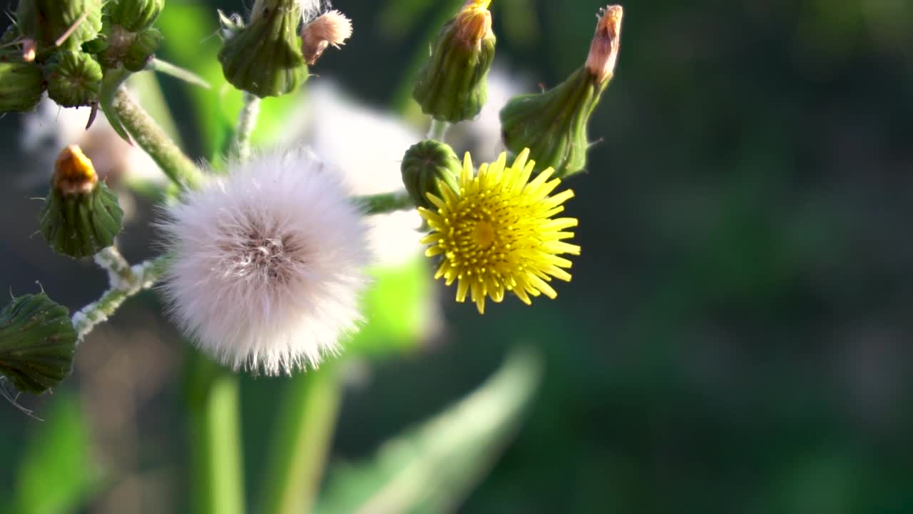 闭合蒲公英花视频素材