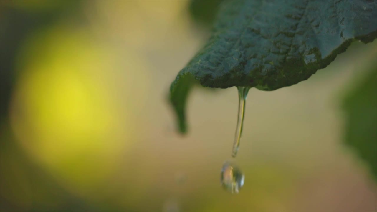 柔和的焦点，雨中从树叶上落下的水，4K拍摄视频素材