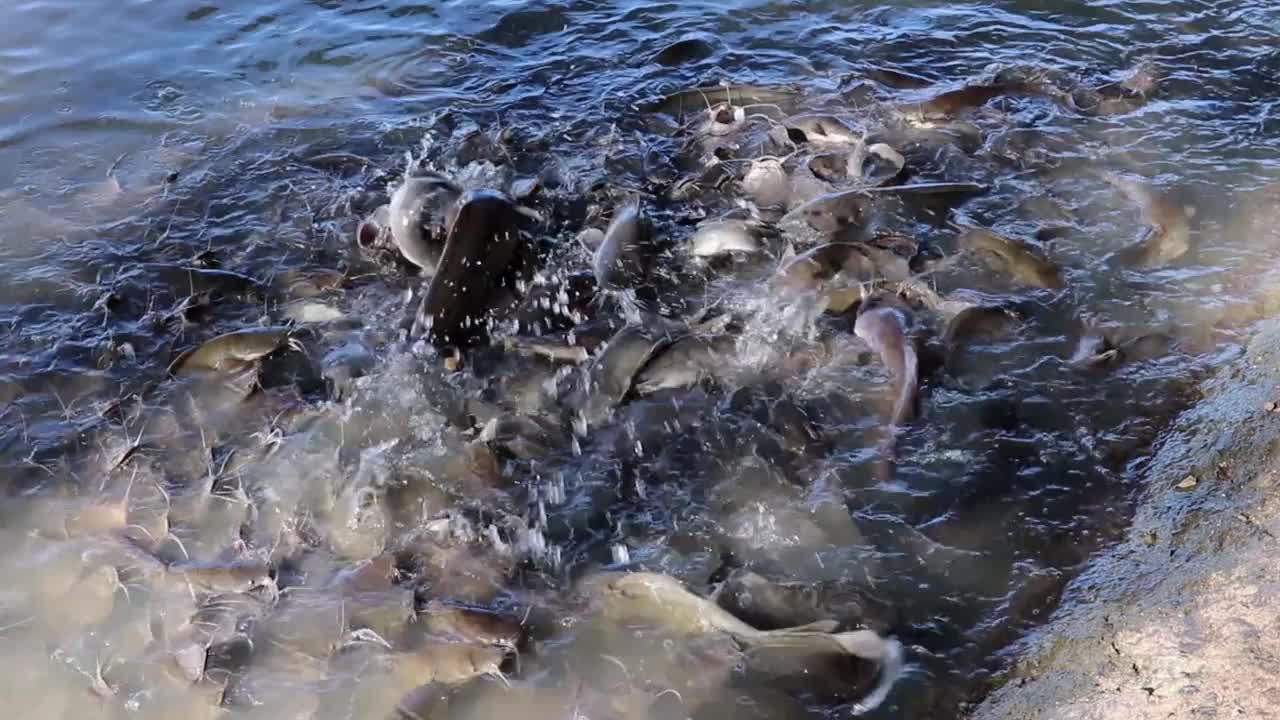 在湖边农场里进食的鲶鱼视频素材