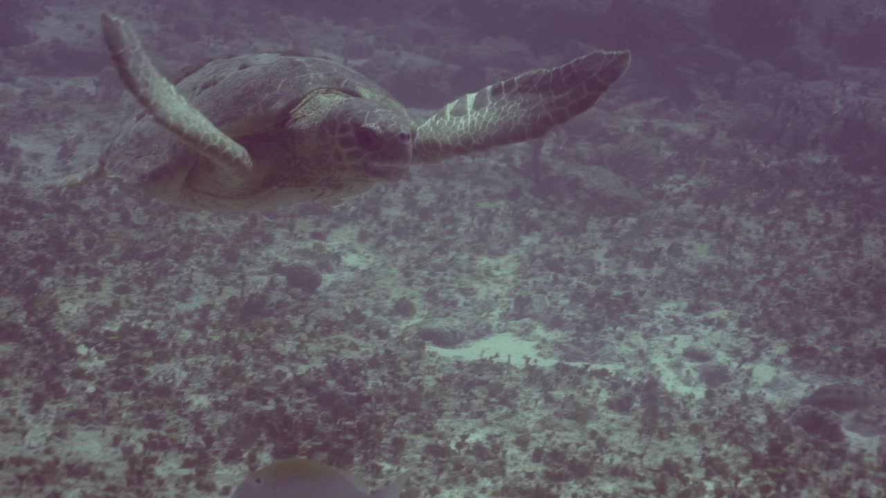 奥利夫·雷德利(橄榄鳞翅目)海龟视频素材