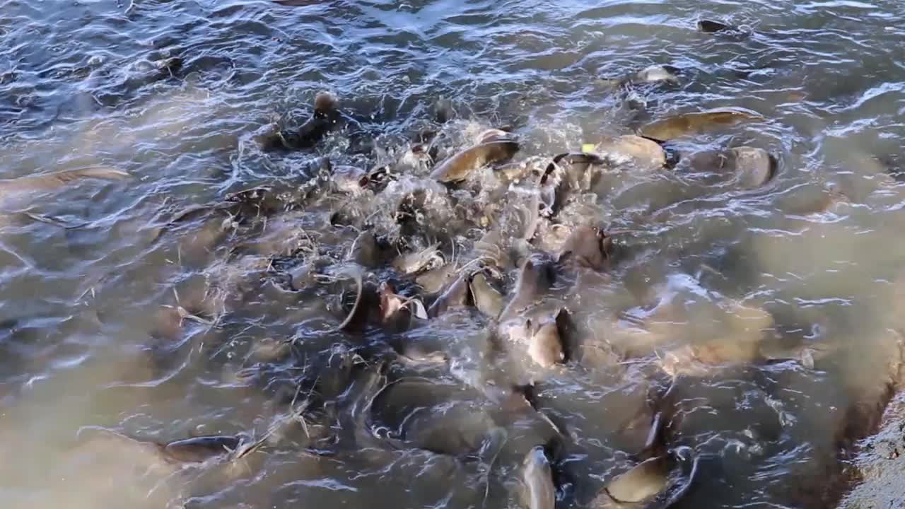 在湖边农场里进食的鲶鱼视频素材