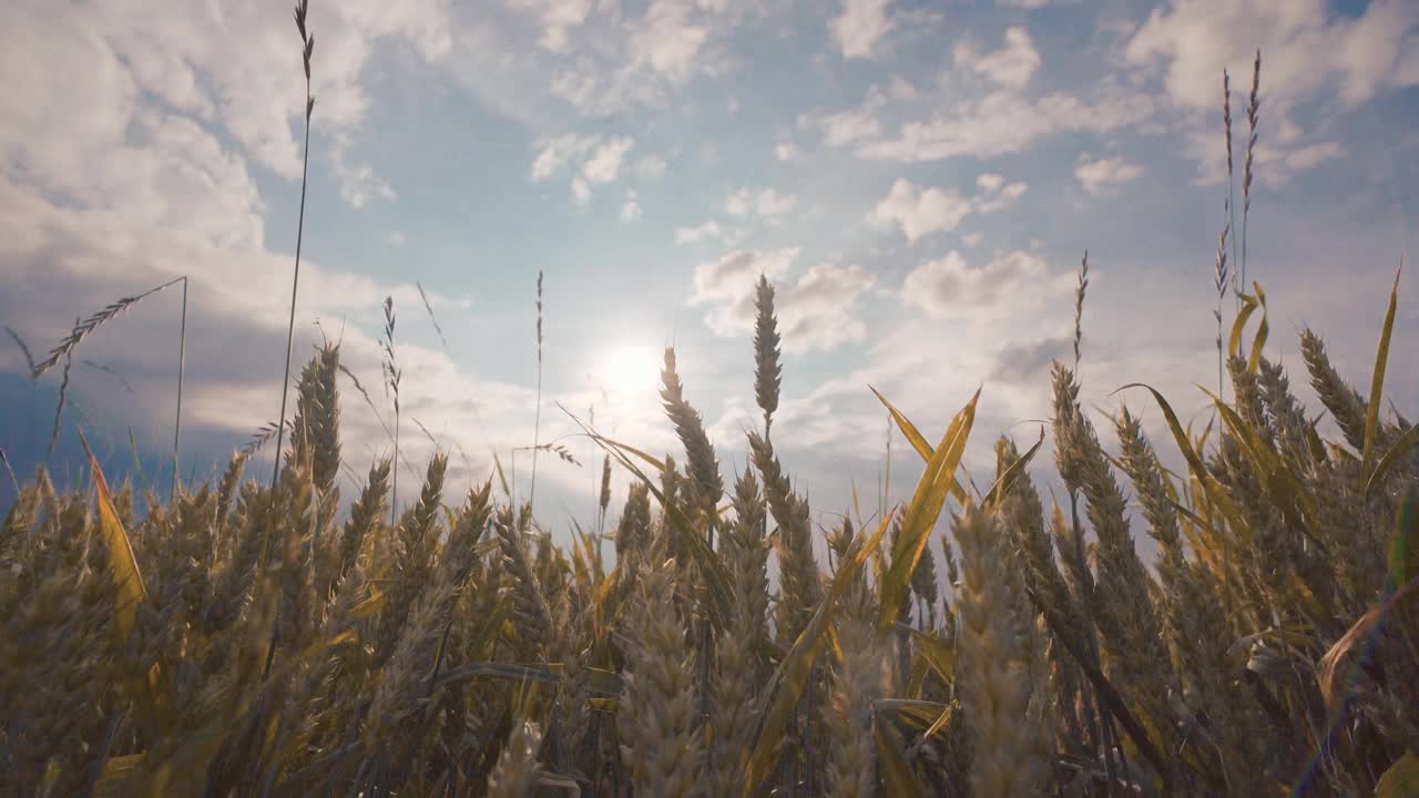 玉米地里的庄稼剪影。背景是太阳和云视频素材