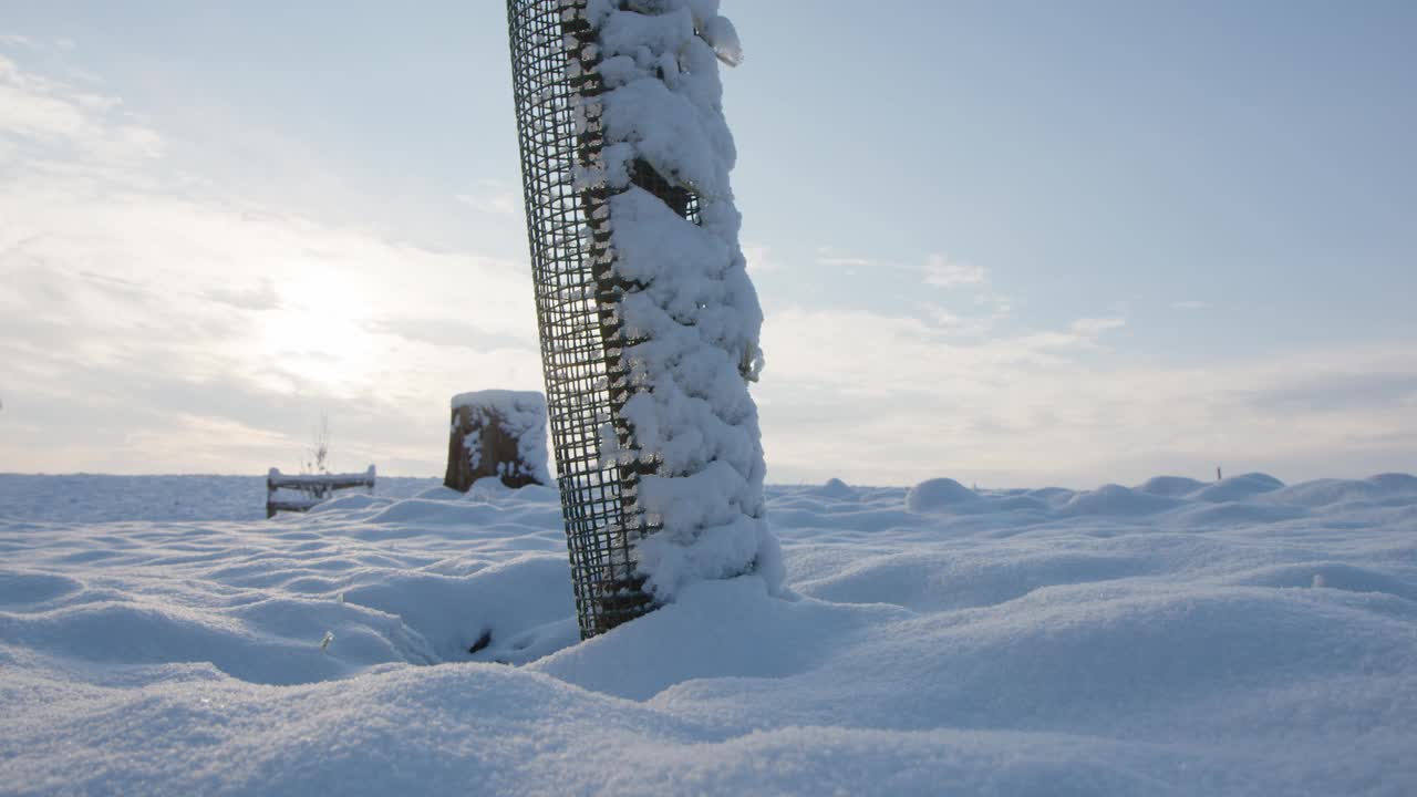 冬天，泡桐树和雪覆盖了农田视频素材