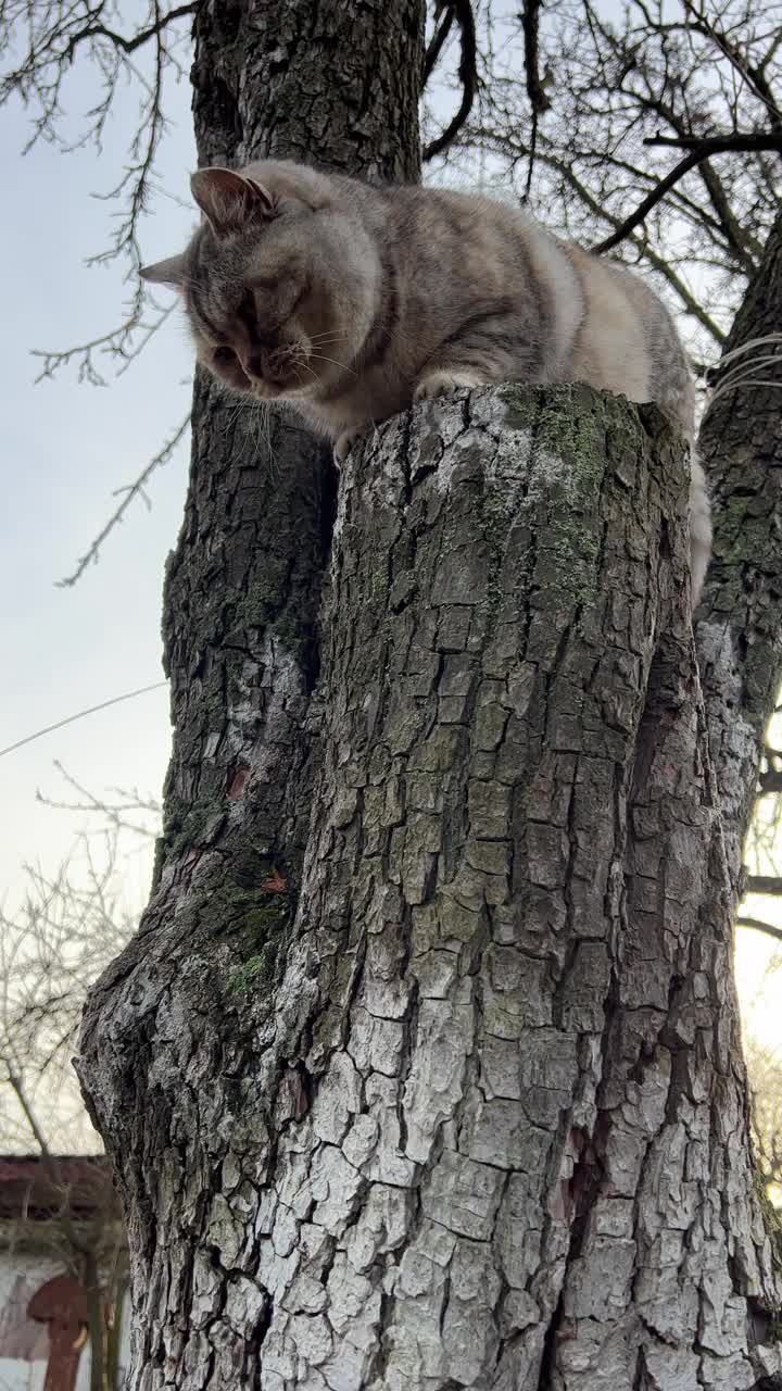 有趣的虎斑猫坐在树上。视频素材