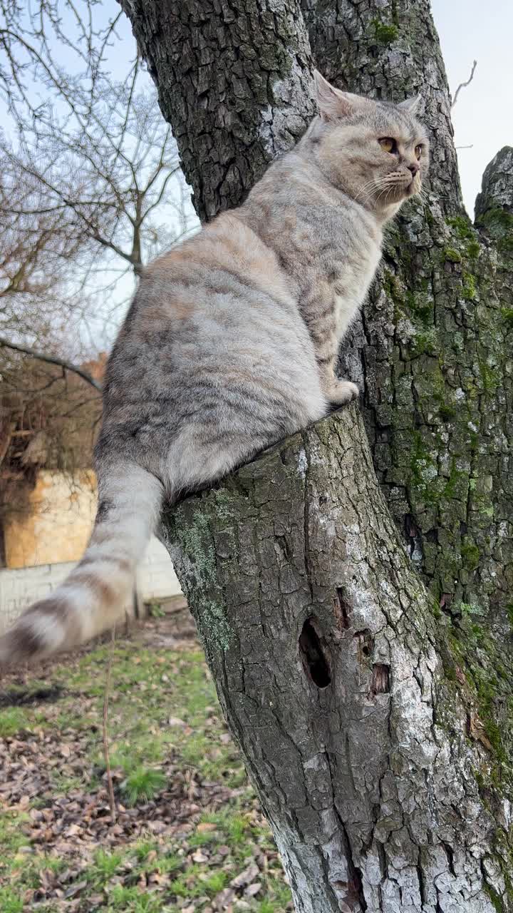 有趣的虎斑猫坐在树上。视频素材