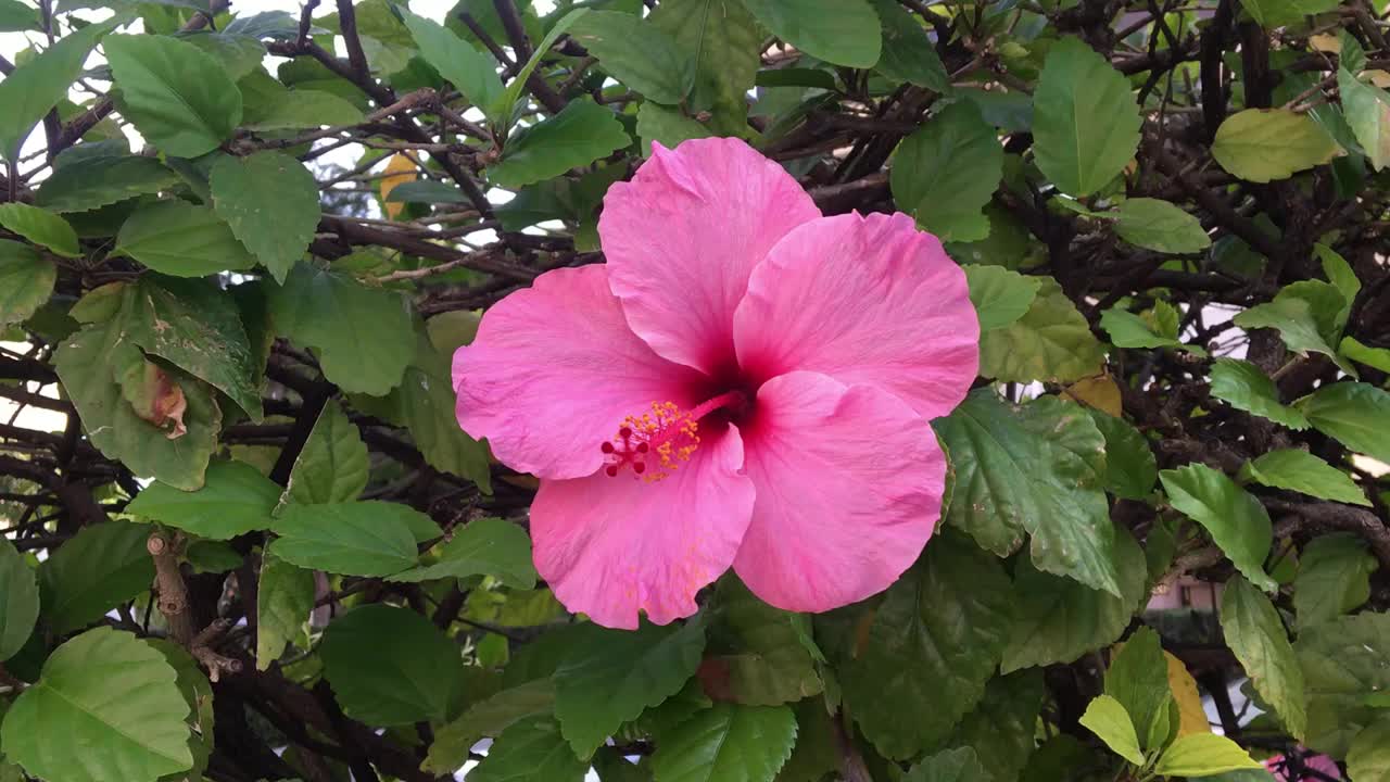 一个粉红色的芙蓉在风中摇摆特写视频素材