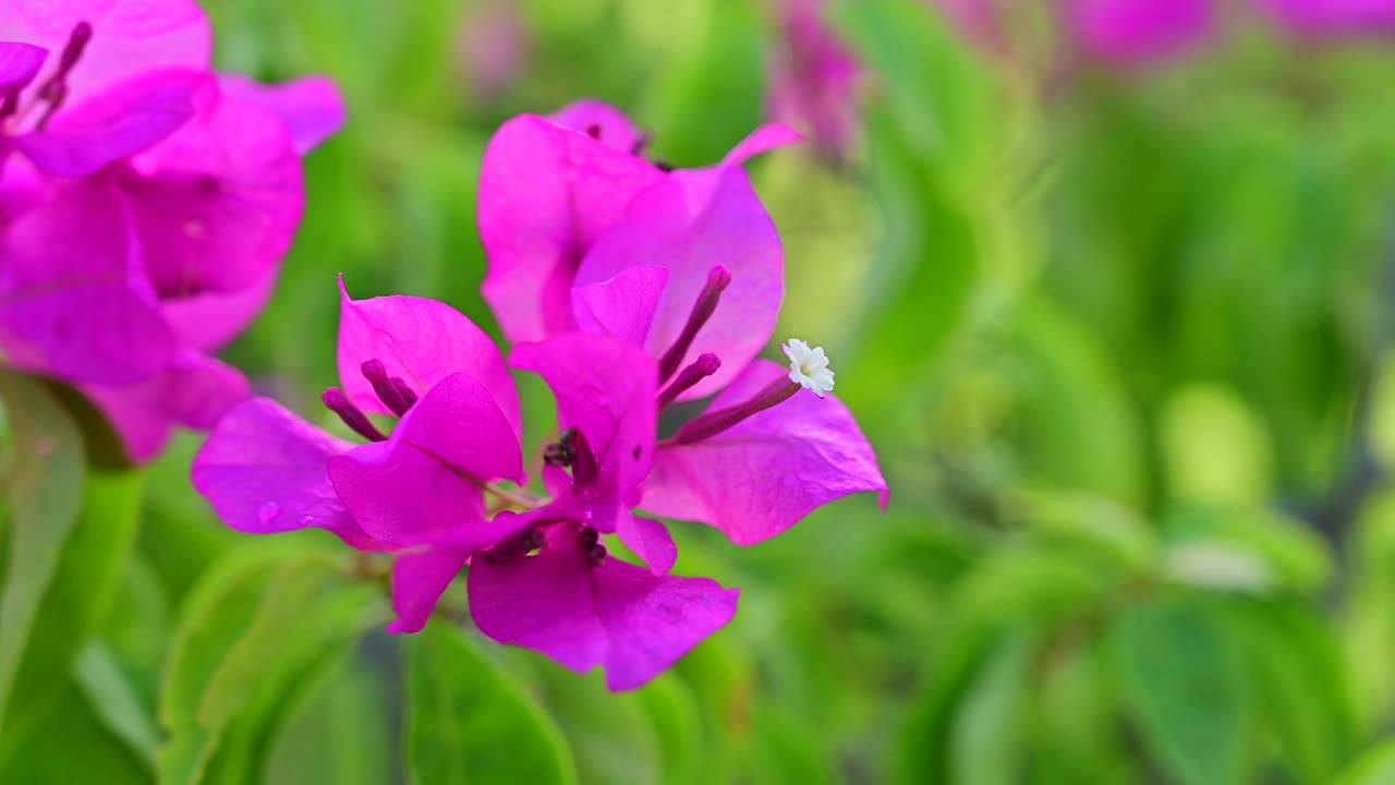 粉红色的三角梅花视频素材